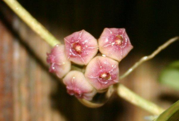 http://www.cloudjungle.com/cloudjungle/Asclepiadaceae/Hoya/Hoya heuschkelina flower1.jpg 